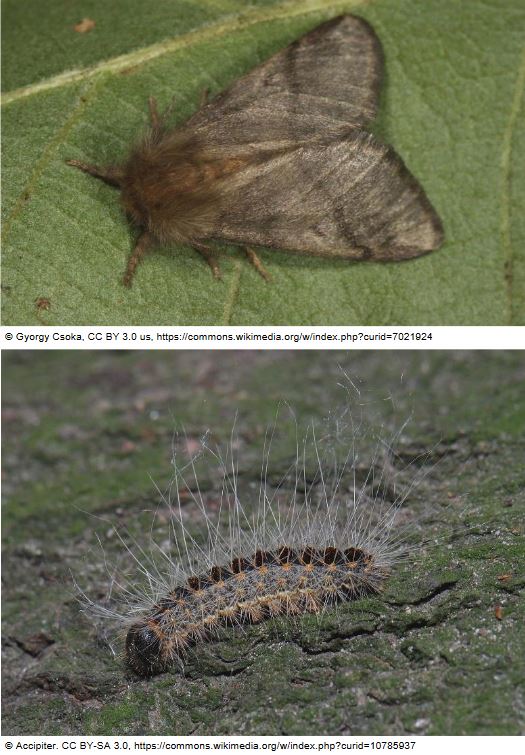 🚨Invasive Species Alert: Caterpillars of the invasive Oak Processionary Moth were found in Dublin this week. Nests & 4 infected oak trees have been removed, monitoring is ongoing by DAFM @agriculture_ie For more info: bit.ly/3NbacDt ID sheet: bit.ly/3Xb53Qh