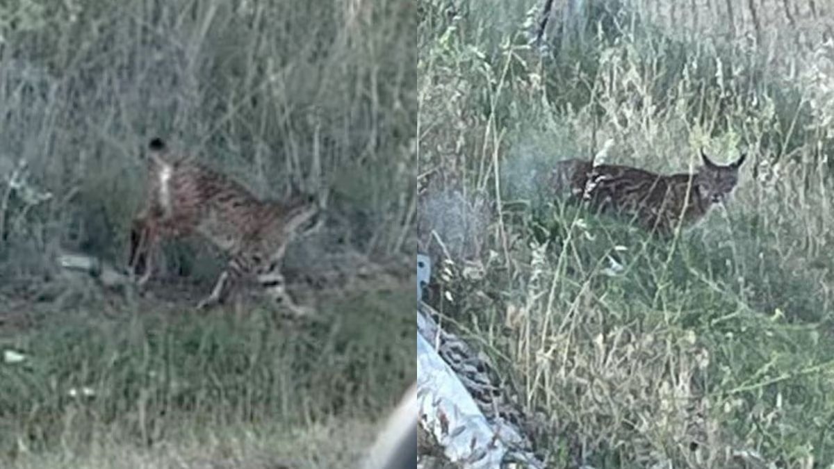 The Iberian Lynx reintroduction & #conservation work has been brilliantly successful, now the first #Lynx has been photographed in the Madrid Region (not the city which is at centre of region). A large predator doing well in a modern European country, it can be done. #rewilding