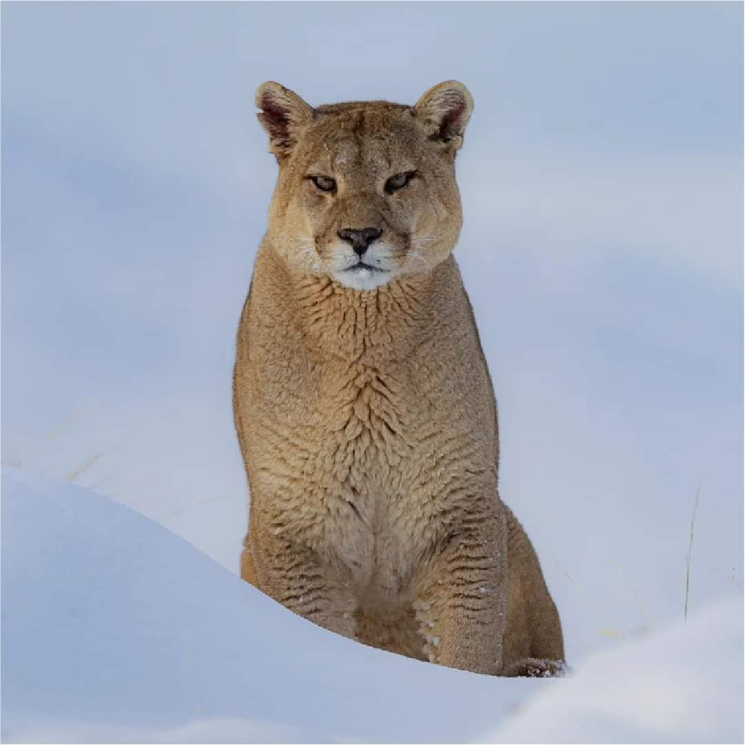 Mañana de visitas en Torres del Paine.

#torresdelpaine #invierno