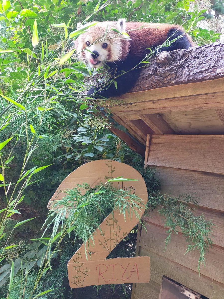 Happy 2nd birthday to our gorgeous girls Riya & Esha! 🎂🥳

📸keeper Alex

#RedPandas #AnimalBirthdays #ZooLife #SummerBabies