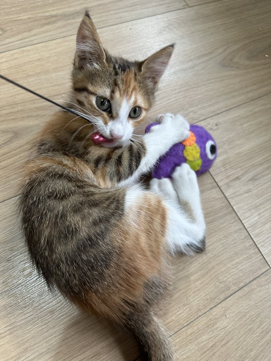 Fındık yeni yuvası için antreman yapıyor. İstanbul acil yuva arıyoruz <a href="/edakalpkediler/">şu eda 💚 kediler 🐈 🐈🐈</a> <a href="/toprakana7440/">Toprak- Ana</a> <a href="/tursiko/">tursiko</a> <a href="/efelercanlari/">🇹🇷EFELER CANLARI 🇹🇷</a> @eskbeslemegrup <a href="/Canel_dernegi/">Canlılar İçin El Ele Derneği</a>