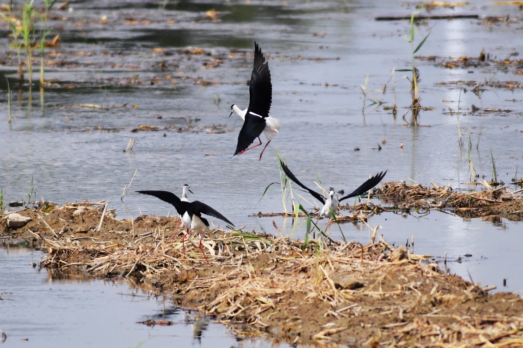 A tranquil day unfolds at a Qingdao wetland in Shandong. #GreenChina #WildChina #summer @faxianshandong @iShandong