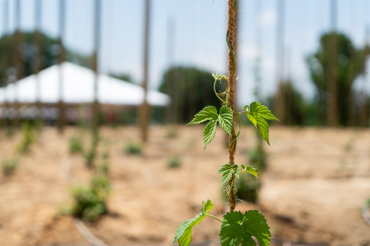 UTIAg's tweet photo. The UT Hopyard is officially open! We're excited to support the growing craft beverage industry in TN by discovering #RealLifeSolutions for farmers and brewers through this research. https://t.co/tTsZKLgY5J