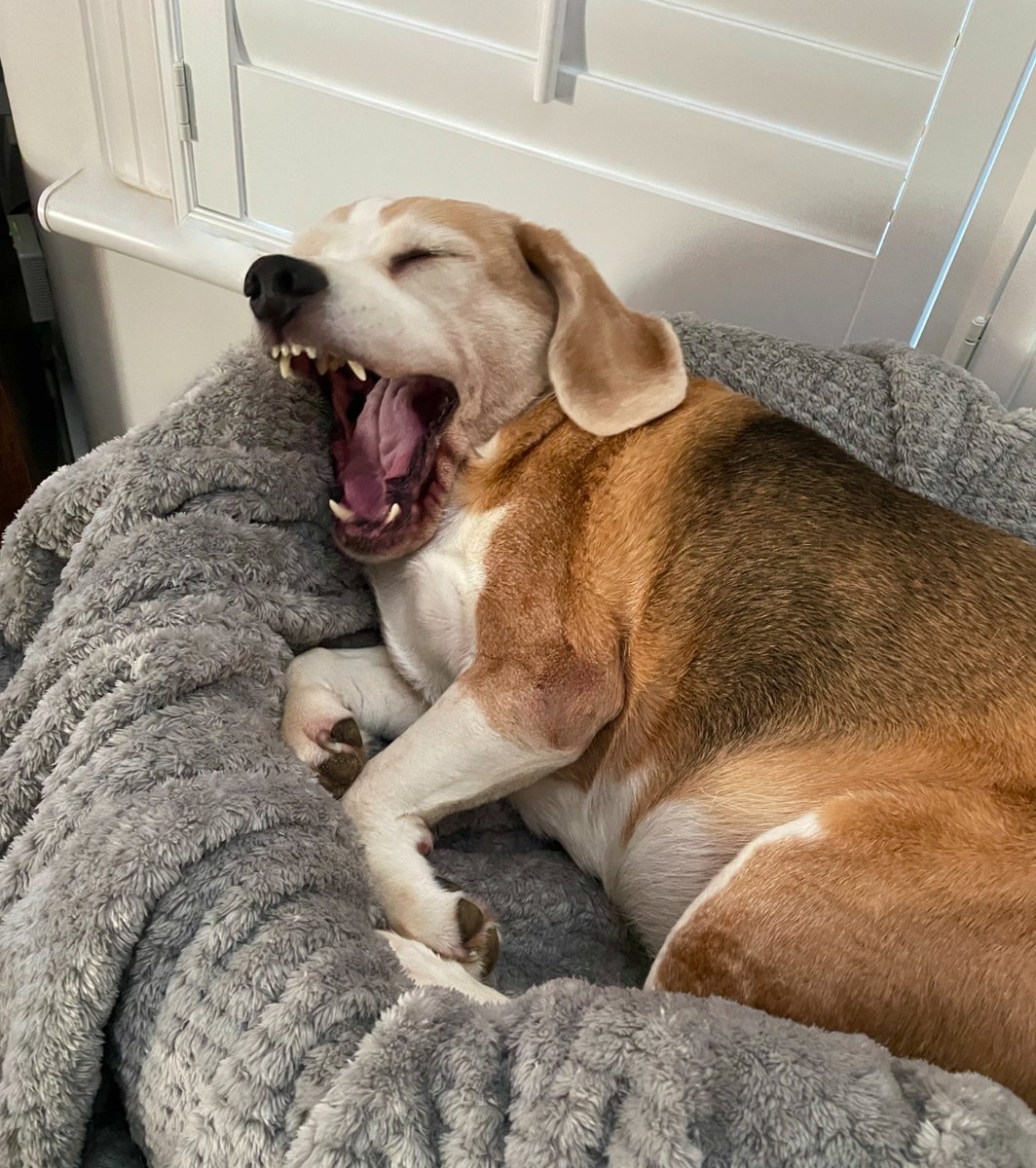 TheBarmyBeagle's tweet image. After 10 years she finally finds my jokes funny 🤣