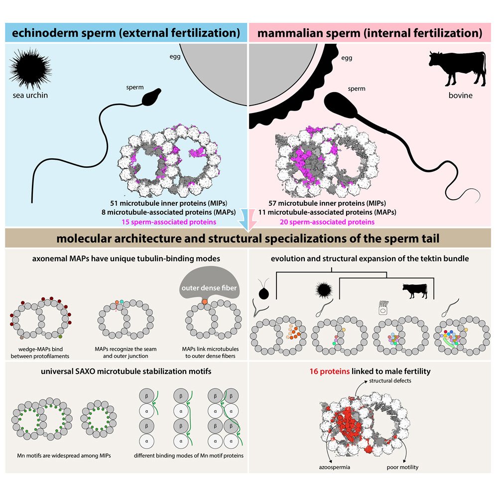 Check out a recent publication in @CellCellPress spearheaded by Jianwei Zeng in the @RuiZhangWUSTL lab! Great work, Jianwei and Leung et al. You can find the publication here: cell.com/cell/fulltext/…!