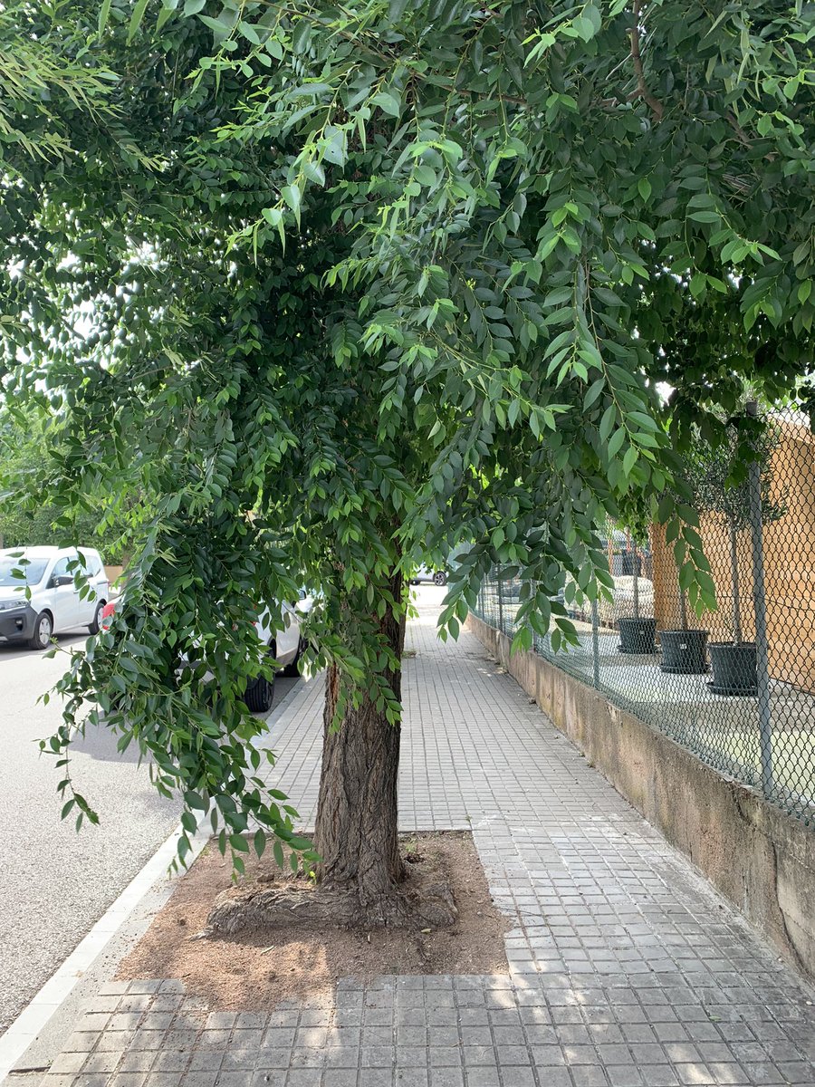 betguiteras's tweet photo. Enlloc de posar-los així de malament podríeu cuidar los i arreglar-los! 
Ja no es pot ni pasar per la  vorera 
@tona_aj @Mancoplana https://t.co/VdBC9TaY7y