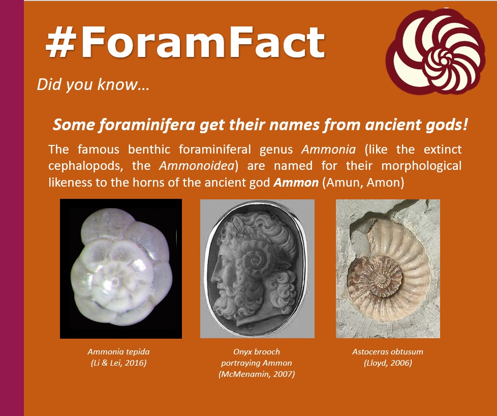 CushmanFdn's tweet photo. Happy #FossilFriday #ForamFriday everybody!     

This week's #ForamFact:     

Gods and forams! 

Did you know that some foraminifera are named for their likeness to ancient gods and deities! (1/2) https://t.co/uj64UDGAA3