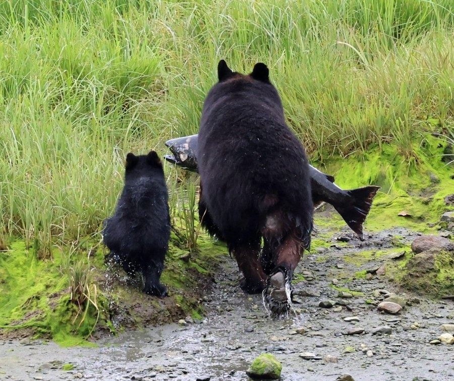 "Come on, sonny, let's get out of here. Let's eat fish at home." 
#photo via MamaLada on pikabu
#photography #NaturePhotography #wildlife #animals #bears #fish
