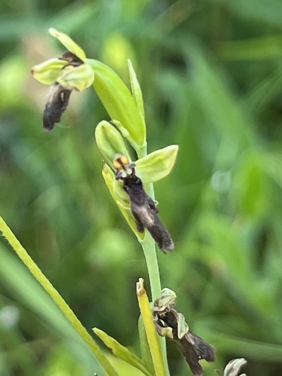 Life tick! Fly Orchid in meadow near Cerne Abbas, Dorset