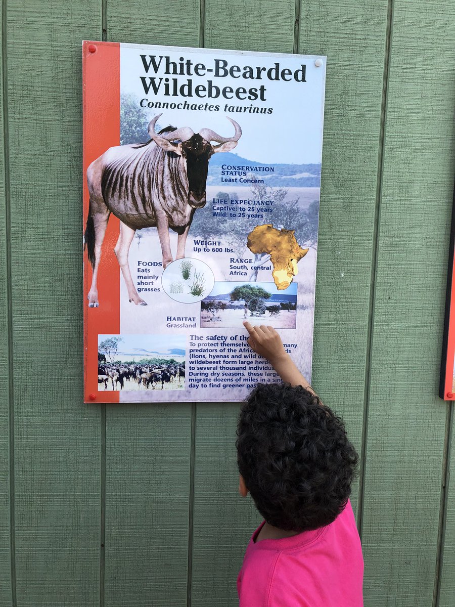 EarlyPilot's tweet image. Field trip to the @zoonewengland fun bus ride, #reading to learn cool facts, amazing family chaperones, wearing sunglasses from @RocklandTrust @BostonSchools @BPSEarlyLearn @CPC_BPS @BPS_OMME