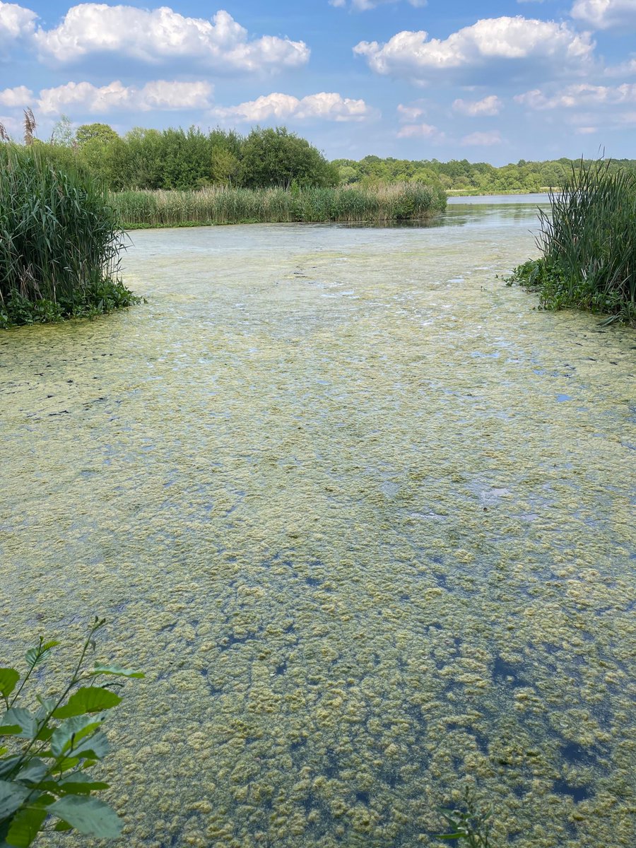 Floating mats of filamentous algae (Hydrodictyon common name Water Net) have been reported in several of the bays at Fleet Pond. 

The bloom is likely to be the result of sunlight, high water temperature and high nutrient levels. It will die back when the temperature drops.