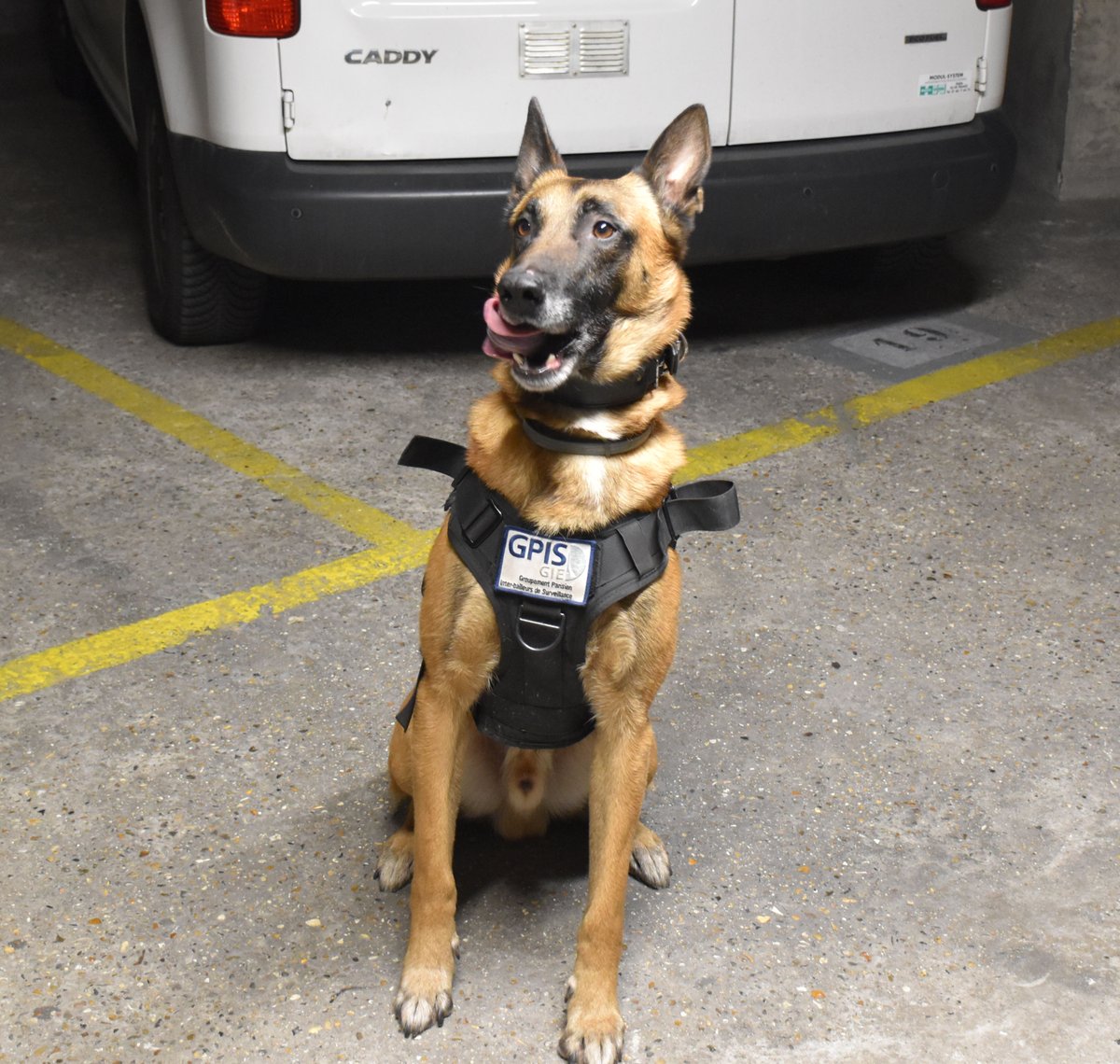 [#Evènement] Demain, le GPIS-GIE sera présent au #Forum des #animaux en #ville organisé par la @mairie17
Le #GPIS-GIE emploie actuellement 15 équipes #cynophiles
Retrouvez-nous dès 14h sur place
#paris17 #demonstration #protectiondesanimaux  #valeurs #engagement #ethique #progrès