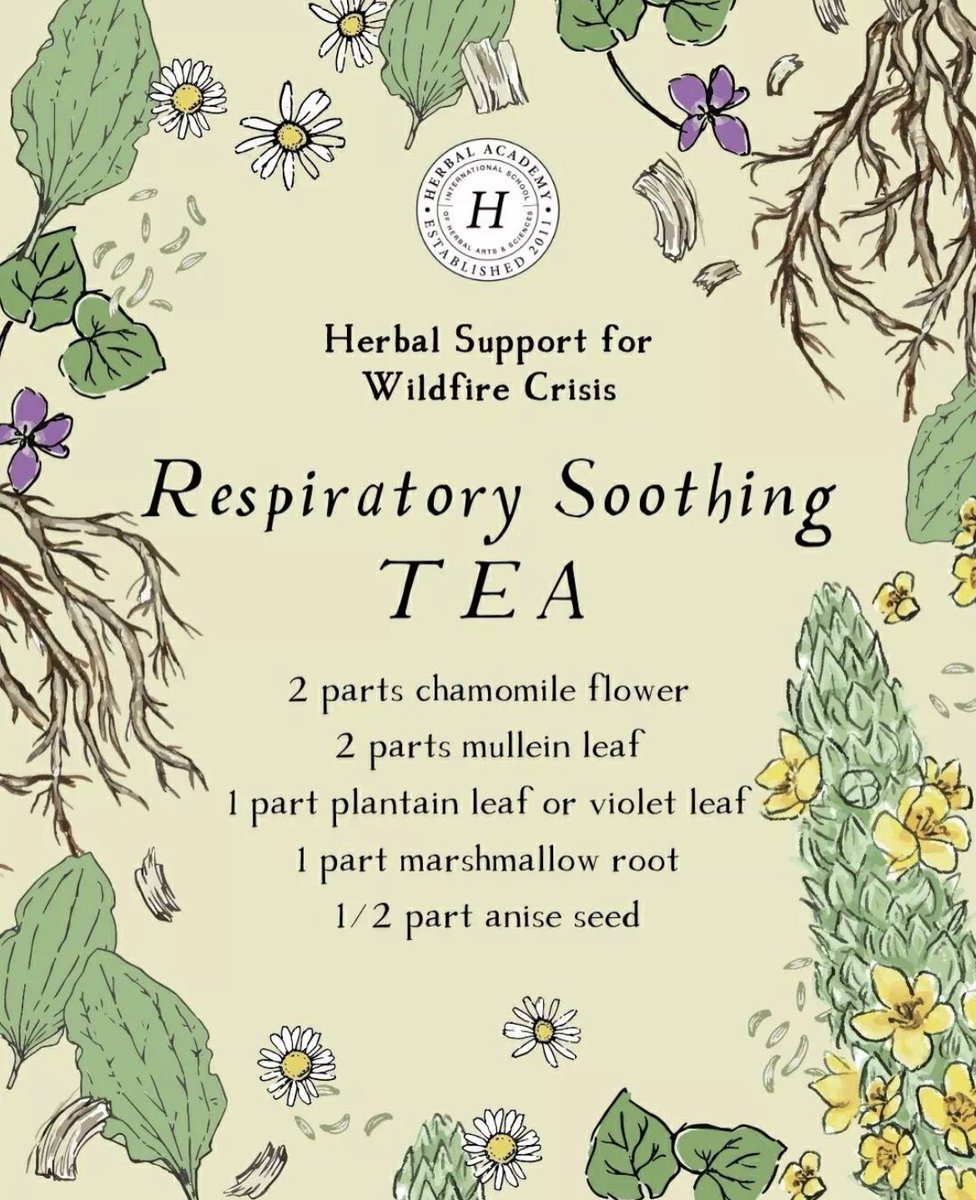 #floralfridayherbsandplants #floralfriday #herbsandplants #wildfirecrisis #herbalsupportforwildfirecrisis #respiratorysoothing #respiratorysoothingtea #witch #witchy #witchyvibes #witchesoftwitter #solitarywitch #sorcerersstoners