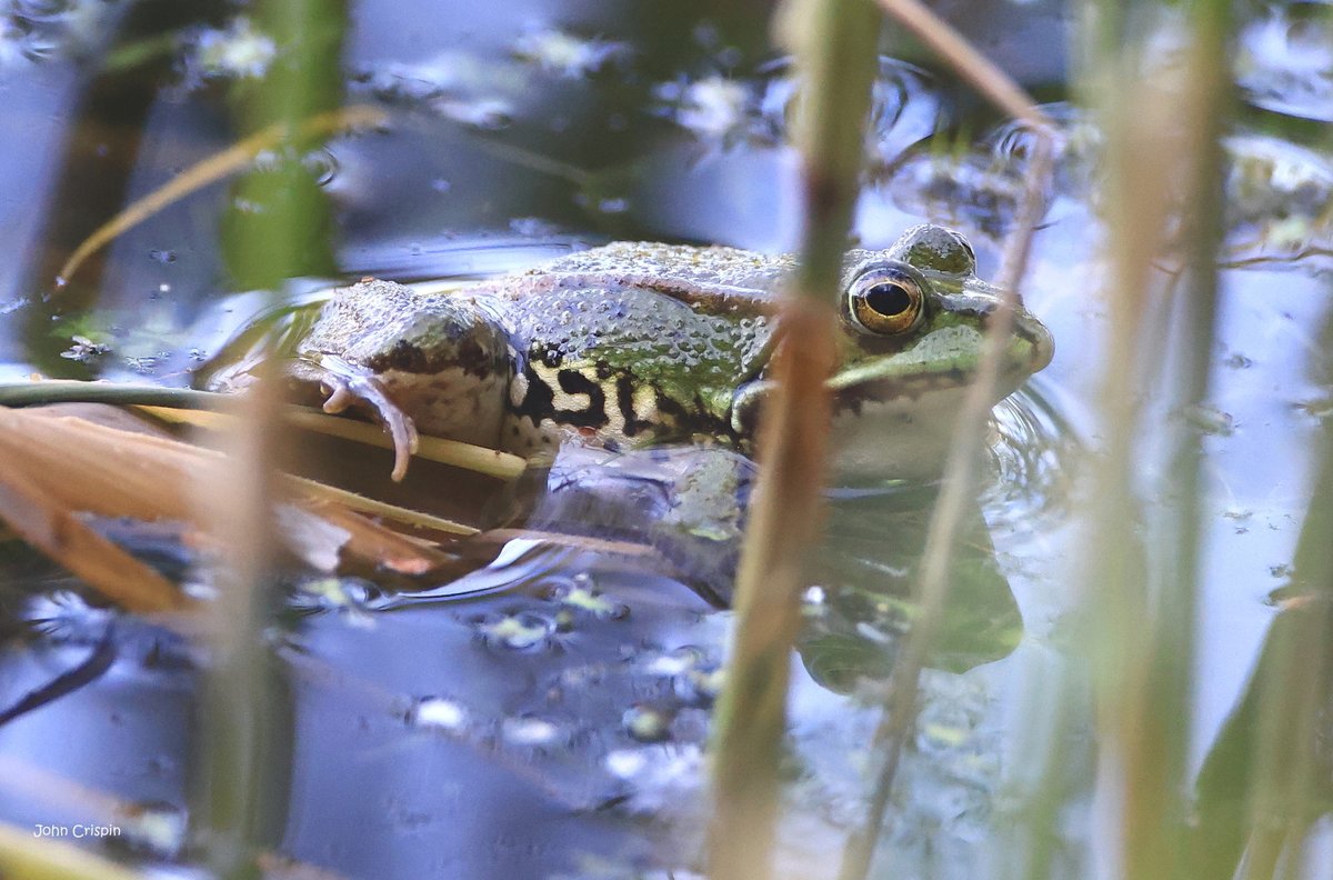 Another blog bursting with great sightings from RSPB Ham Wall. Read all about it here: bit.ly/440VWnB