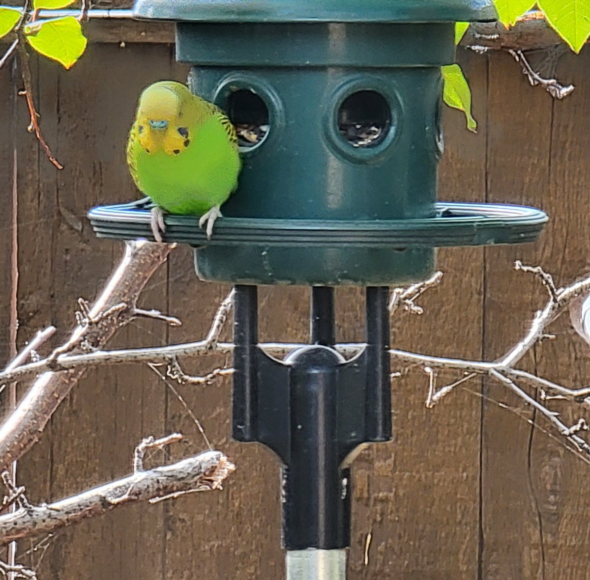 Bromebirdcare's tweet photo. What's the most unusual bird you've ever seen at your feeders? Sheldon Thunstrom has been feeding Bob the Budgie for some time now... #birds #birdfeeding #petbirds #squirrelbusterplus https://t.co/cARAUugenH