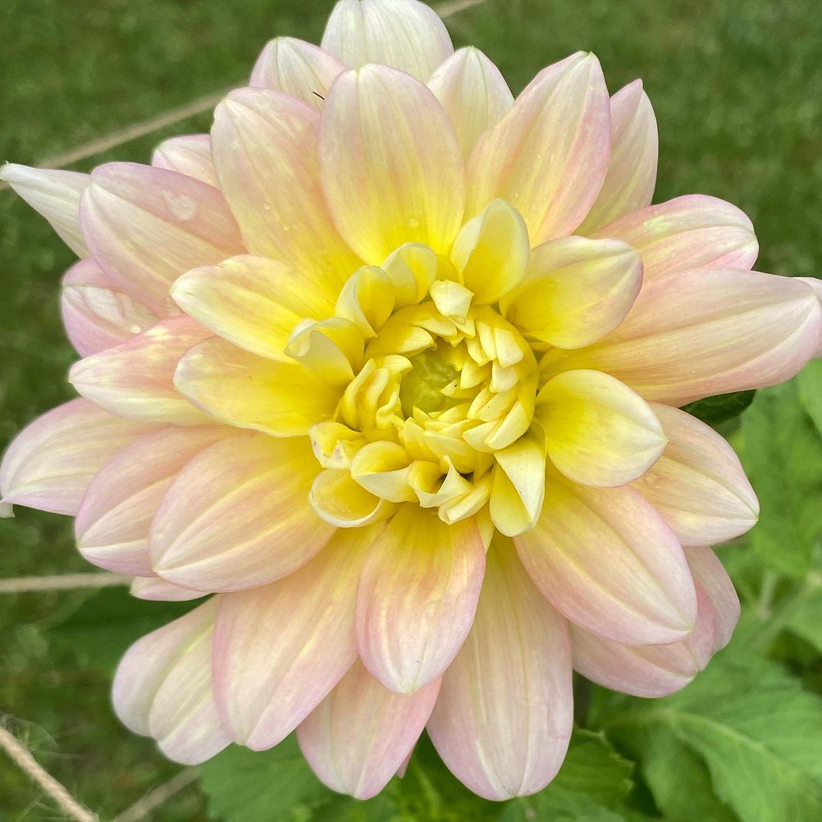 BlessingsGrow's tweet photo. Gorgeous blooms making their first appearance! 🌸💕
#bloomsoftheday #bloomsofinstagram #dahlia  #dahlias #growingwithpurpose #familyfarm #givingGodtheglory #sharingGodsbeauty #mettermade #georgiagrown #flowerphotography #flowers #familyfarm #metterga #gratefulheart https://t.co/ZTuiop2kId