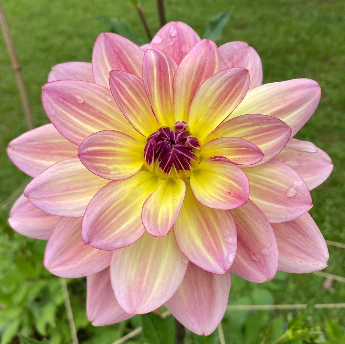 BlessingsGrow's tweet photo. Gorgeous blooms making their first appearance! 🌸💕
#bloomsoftheday #bloomsofinstagram #dahlia  #dahlias #growingwithpurpose #familyfarm #givingGodtheglory #sharingGodsbeauty #mettermade #georgiagrown #flowerphotography #flowers #familyfarm #metterga #gratefulheart https://t.co/ZTuiop2kId