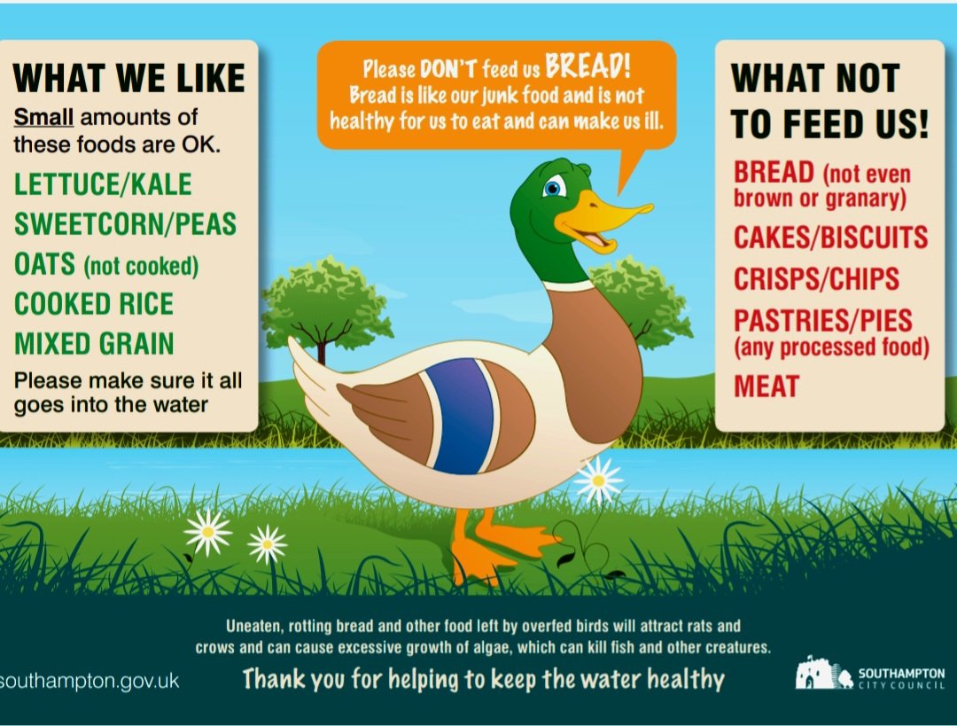 Everyone enjoys feeding the ducks (and swans), but please, no bread.