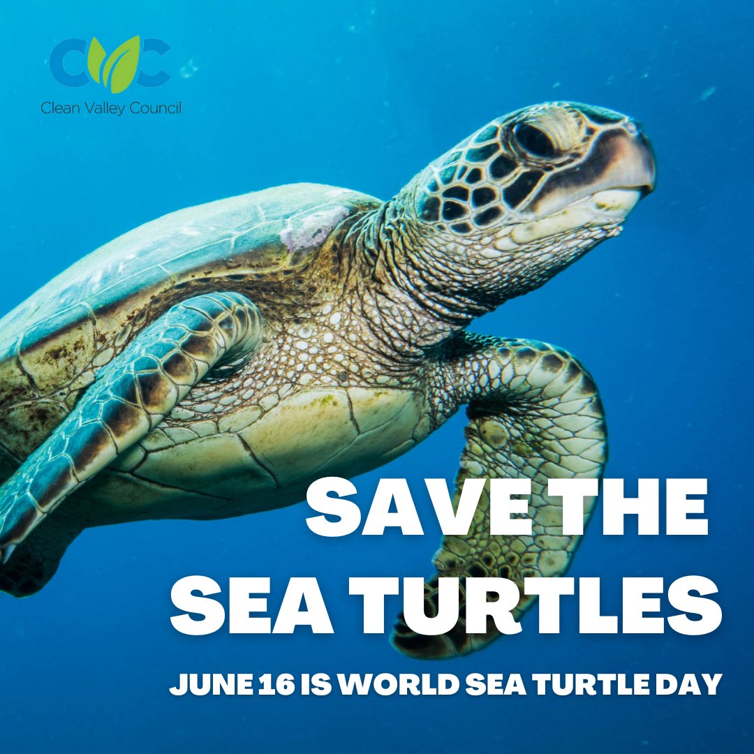 CleanValley's tweet image. Today is World Sea Turtle Day! There are only 7 sea turtle species worldwide. All are either threatened or endangered. Five of these species occur in Virginia's waters.

Source: vims.edu/research/units…