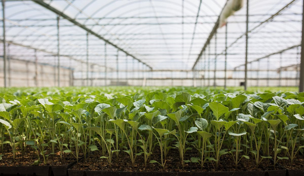 AliveBiotech's tweet photo. Why Do Plants Need A*LIVE?

Plants need microbes just like people do! In all of us, our gut bacteria break down food, manufacture vitamins and even train our immune system. The same is true for plants!

#planthealth #naturalfertilizer #biotechnology #greenhouse #plants https://t.co/TgLh4IEc0T