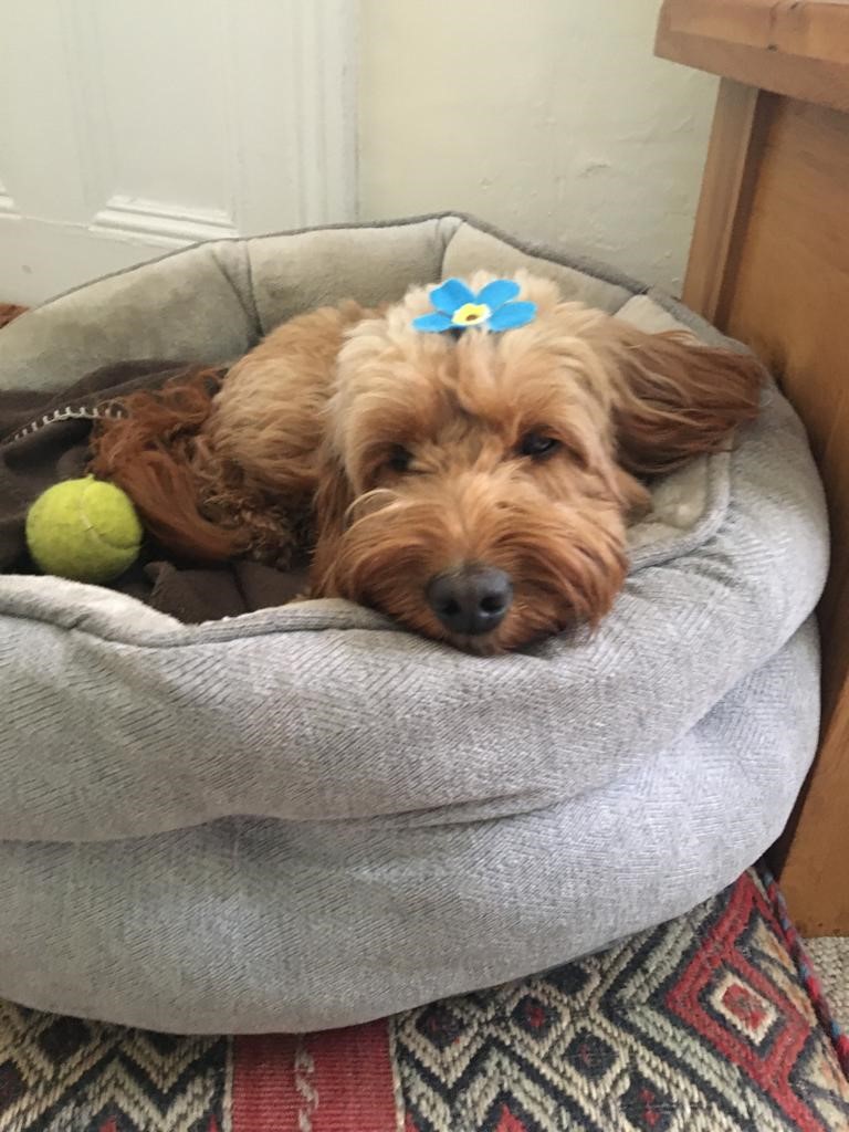 Time4Dementia's tweet photo. Sharing photos of our lovely #dogs on #BringYourDogtoWorkDay @RSPCA_official @dementiadog @DogsforDementia @Canine_Concern_ @PetsatHome @DogsTrust #pettherapy #dogsoftwitter #dogsontwitter @alzheimerssoc @stephdaleycds @YvonneFeeney81 @PUNC14 #lifeofpets #doglife @MyLovelyHorseR https://t.co/8sFLfs80Pe