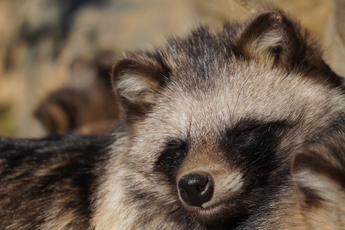 まどろむタヌタヌ。

#桐生が岡動物園
#タヌキ