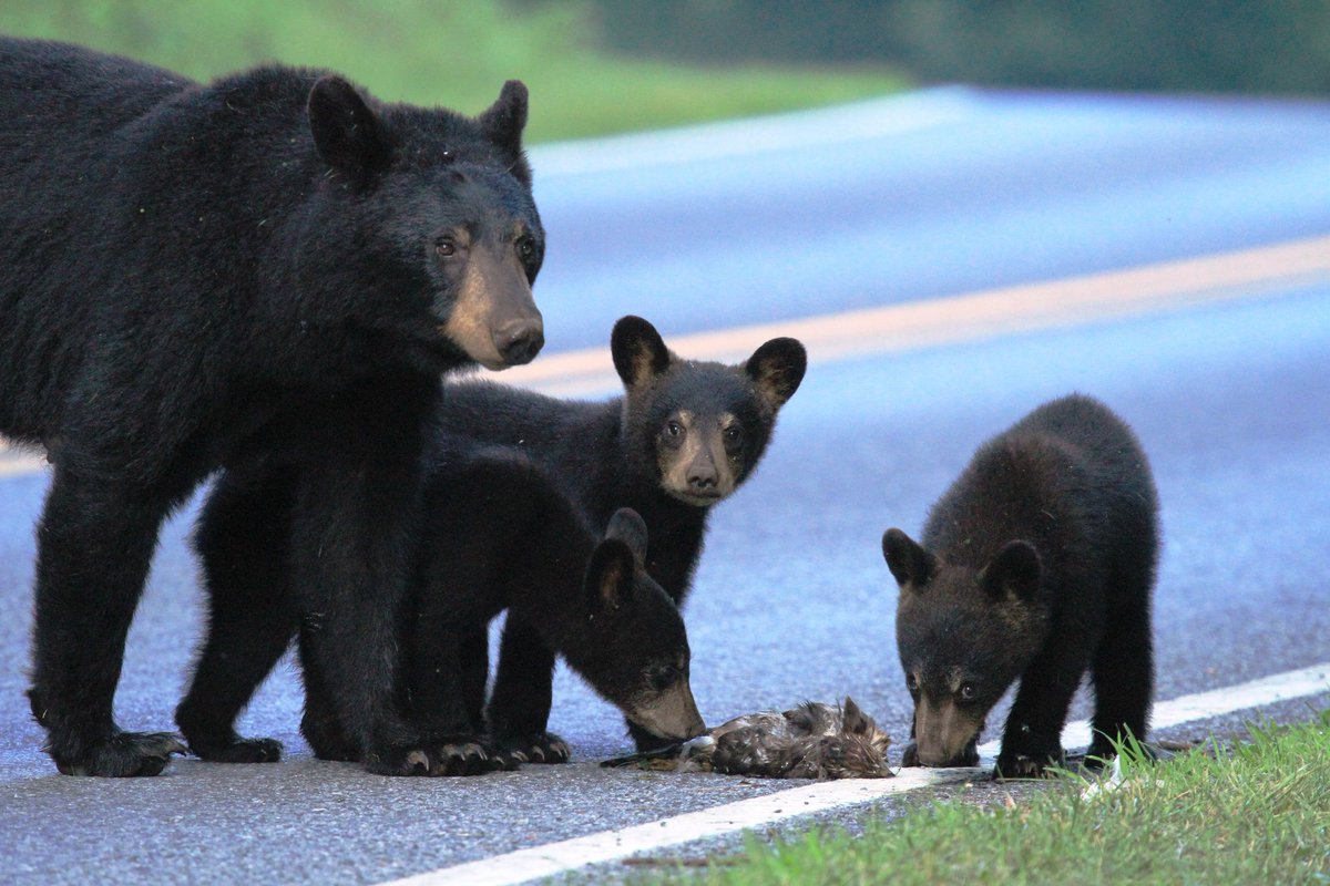 Shenandoah National Park Trust tweet media