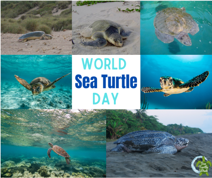 For #WorldSeaTurtleDay learn about some of the ways you can help sea turtles in your daily life! seaturtleweek.com/help #SeaTurtleWeek