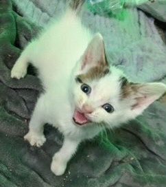 Adoptable John Mayer is singing to you! 🎤 Which tune is he purrforming?

@JohnMayer 

#FosterFriday #Kittens #AdoptMe #Rescue #Michigan #Adopt #CatLovers #Cats #FostersSaveLives