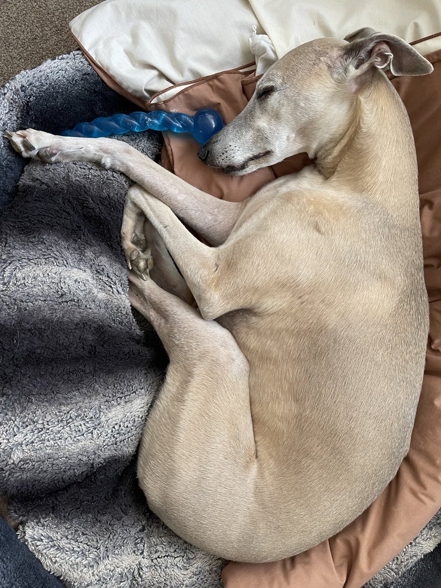 Just a lazy day staying out of the #heat #summer #whippet #dogsoftwitter