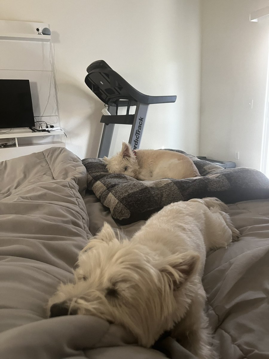 Day off laziness waking up to these 2 little fluff balls. 🙂