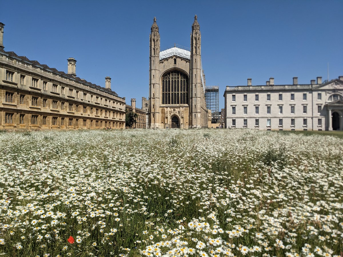 The wonder of wildflowers @Kings_College ahead of this evening's Mozart Requiem