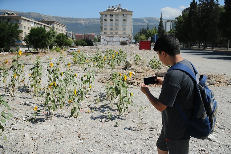 Yer: Kahramanmaraş. Depremde yıkılan kuruyemişçi dükkanı enkazında ayçiçekleri yeşerdi.