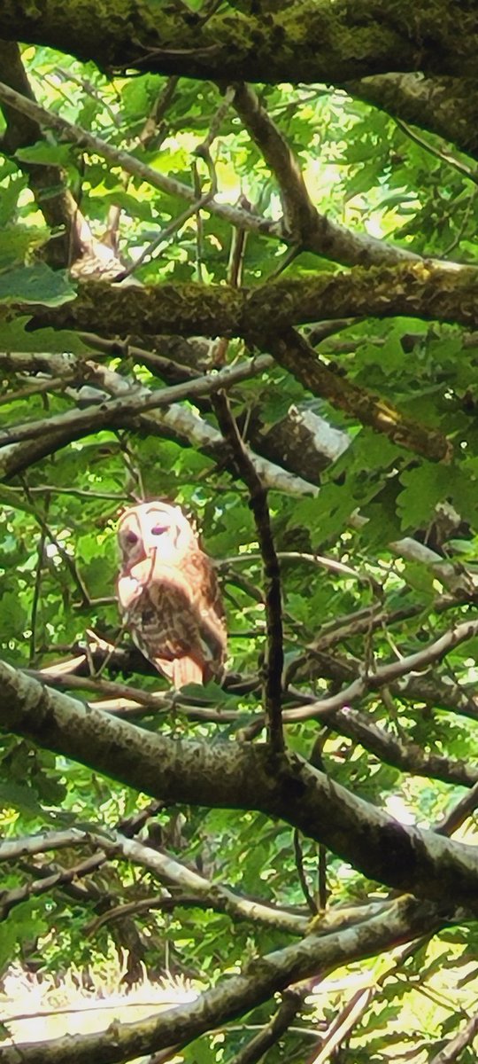 jacqui hill (@jacquihill18) on Twitter photo What a beautiful sight today 😍, gorgeous Tawny Owl 🦉 looks white which is the sun shinning on him 😀 taken with my phone at Anglezarke <a href="/MarkPerks2021/">Mark Perks</a> <a href="/AnglezarkeNet/">Anglezarke</a> <a href="/chorleynats/">ChorleyNats</a> <a href="/_BTO/">BTO</a> <a href="/BBCSpringwatch/">BBC Springwatch</a> <a href="/unitedutilities/">United Utilities</a> #owls #tawnyowl #birdphotography What a beautiful sight today 😍, gorgeous Tawny Owl 🦉 looks white which is the sun shinning on him 😀 taken with my phone at Anglezarke <a href="/MarkPerks2021/">Mark Perks</a> <a href="/AnglezarkeNet/">Anglezarke</a> <a href="/chorleynats/">ChorleyNats</a> <a href="/_BTO/">BTO</a> <a href="/BBCSpringwatch/">BBC Springwatch</a> <a href="/unitedutilities/">United Utilities</a> #owls #tawnyowl #birdphotography