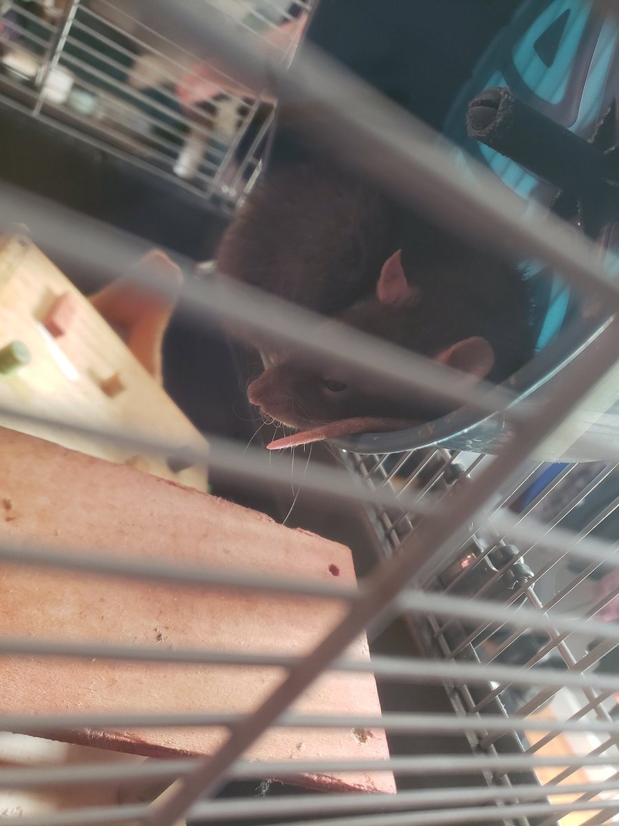 TeamHowe05's tweet image. Rats and cats and snakes, oh my