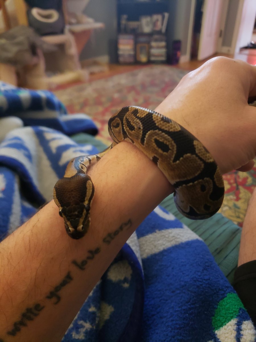 TeamHowe05's tweet image. Rats and cats and snakes, oh my