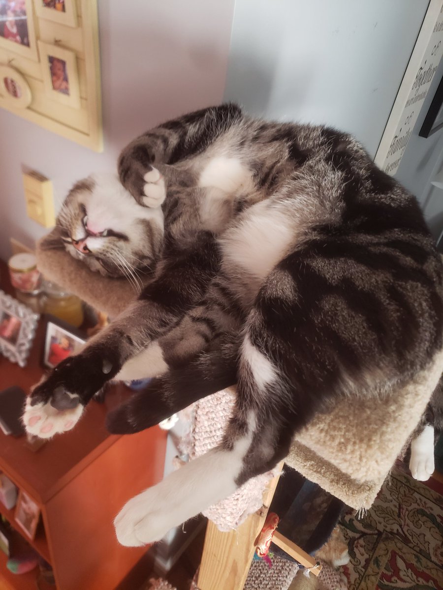 TeamHowe05's tweet image. Rats and cats and snakes, oh my