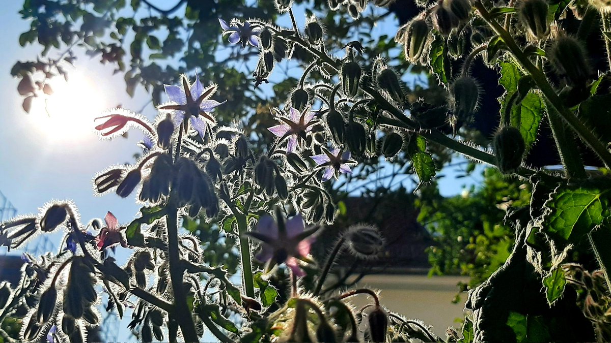 Gartenglueck2's tweet photo. #Borretsch zum Abend, euch allen einen schönen, lauen Sommerabend 🌠 https://t.co/T6OYjCfTgT