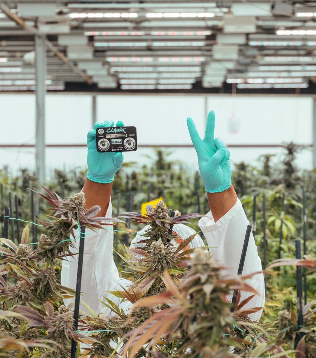 cannabistca's tweet image. ✌️, ❤️, relief  and #Classix. Which Classix str🅰️in are you reaching for first?