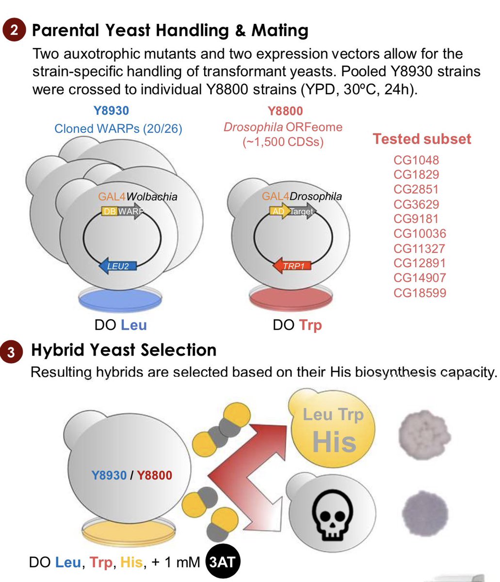 lopezmadrigals's tweet image. How can yeast help us understand key aspects of Wolbachia/host molecular crosstalk? Come find me (&amp;amp; my poster) at #ASMicrobe (June 17th at HMB06).