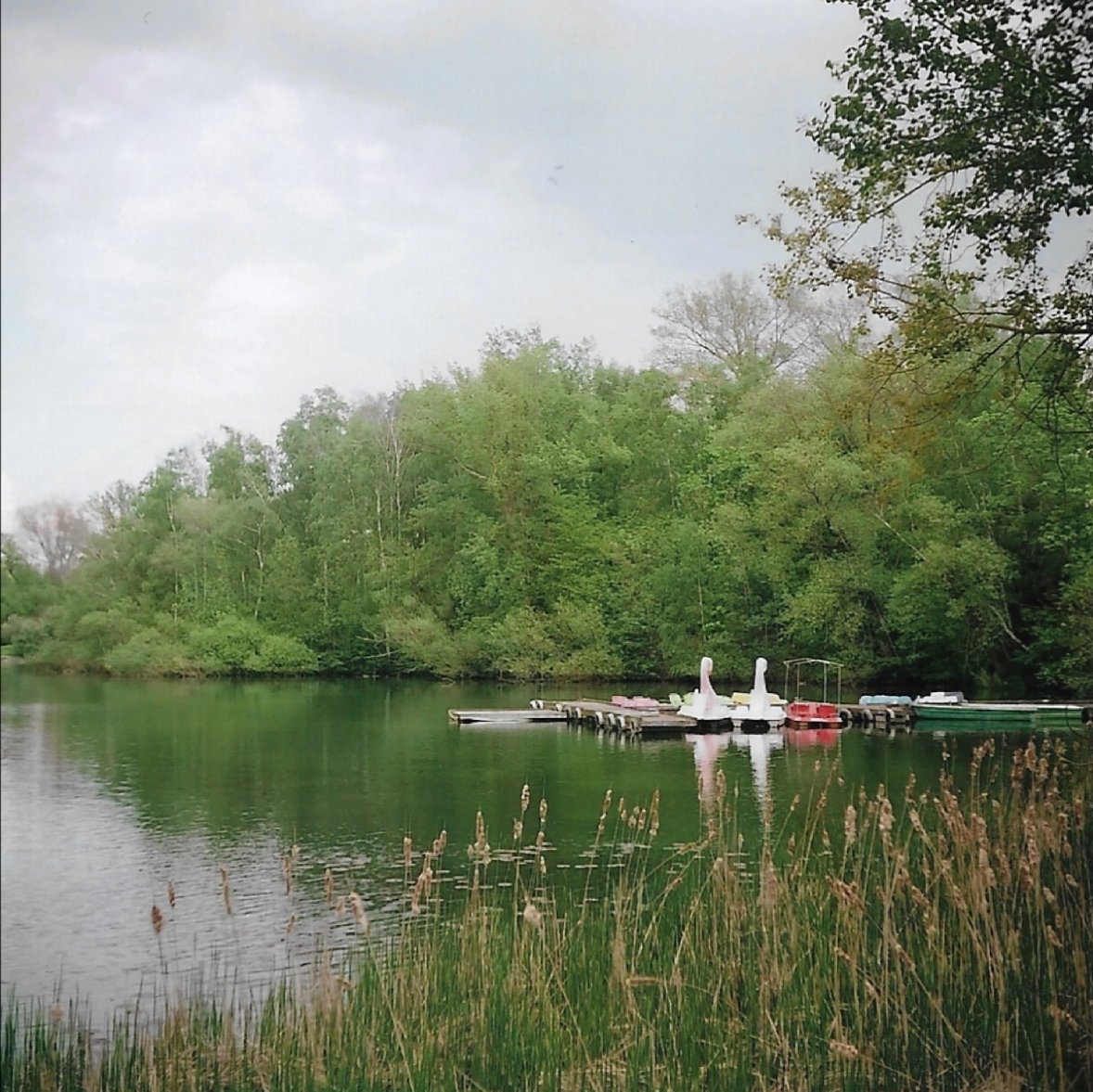 krempelkiste's tweet photo. Unterwegs mit meiner Zeiss Ikon Nettar 517/16 Mittelformatkamera.
#Fotografie #Photography #Analog #AnalogeFotografie #See #Lake #Natur #Gänse #Gese #Mittelformat #Kodak #KodakGold #KodakGold200 #Boot #Boote #Segelboot #Segelboote #Boat #Boats #SailingBoats #Segeln #Sailing https://t.co/9oywPhrZmv