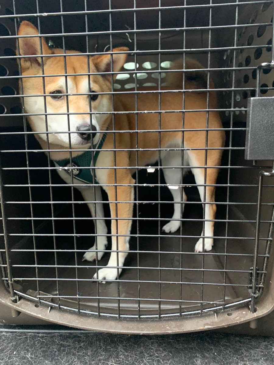 Kombu was on the euth list in Wichita, KS. Doge Van picked her up and took her to a new life in Virginia.