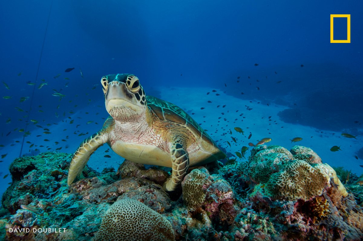 Happy #WorldSeaTurtleDay! In this image from our archives, a sea turtle swims over coral in the Tubbataha Reefs Natural Park, Philippines