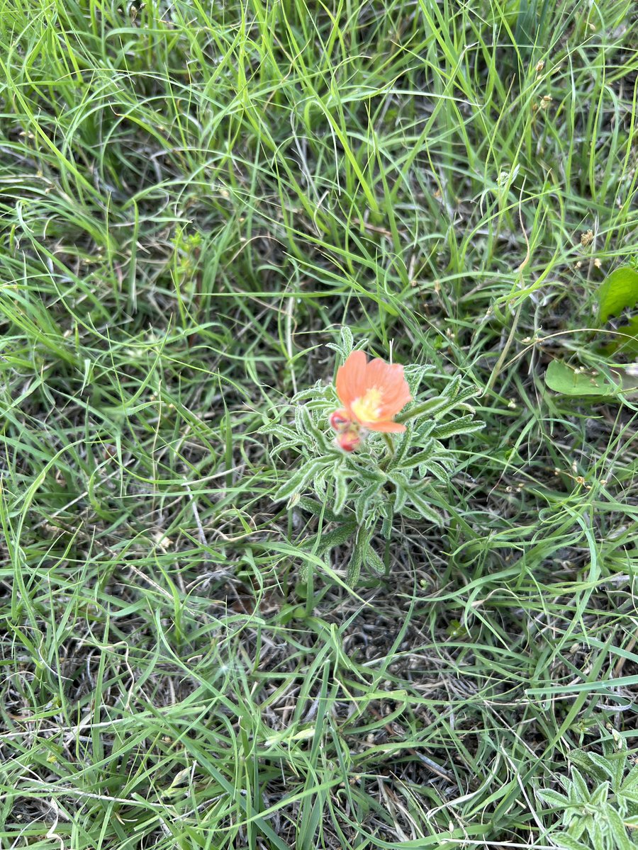 Saw these and had to stop a minute and enjoy the #wildflowers in #southdakota. #nature #gnomadiclife #flowers #summer #rvliving