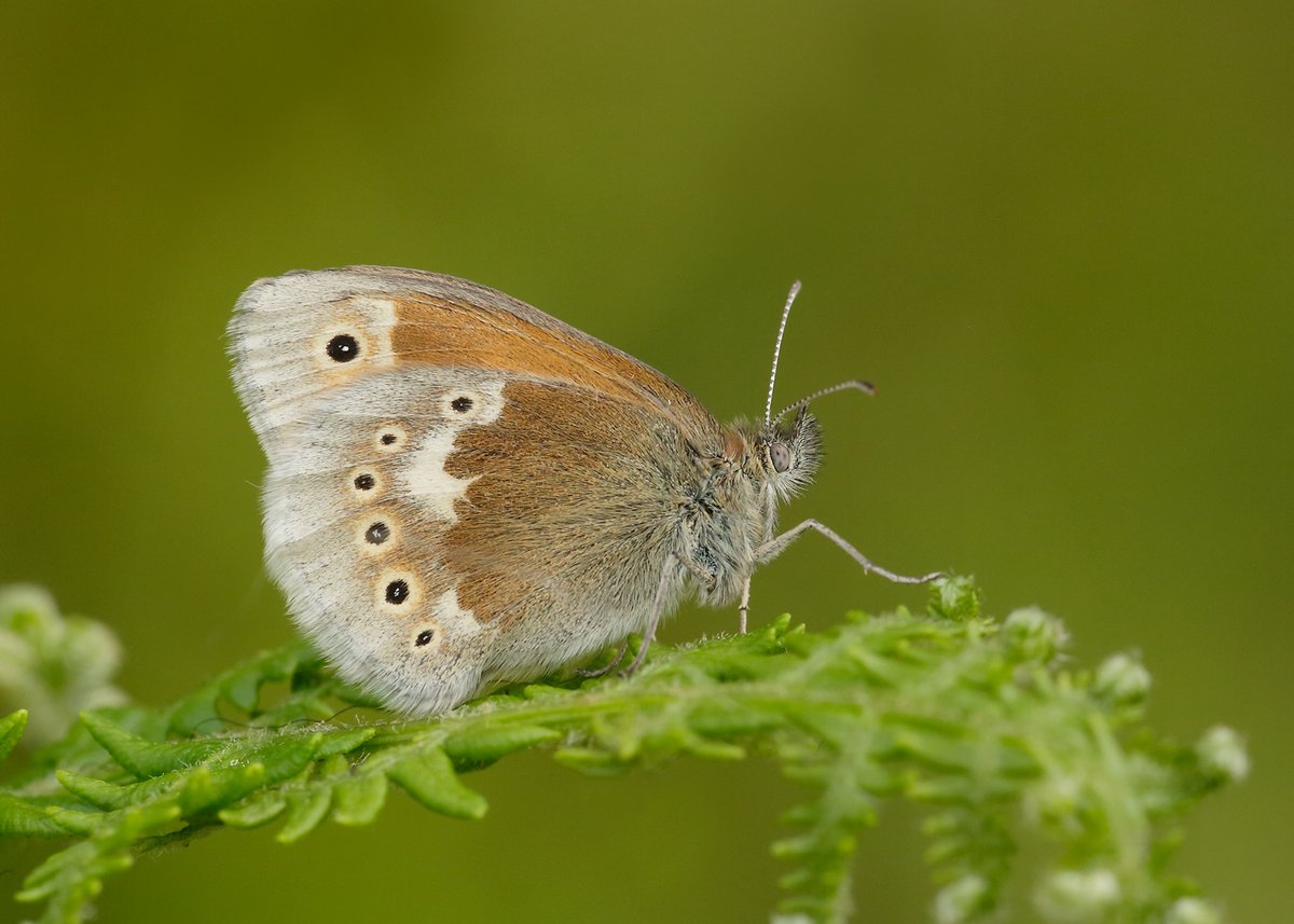 The Large Heath is one of the UK’s most endangered butterflies, and shifts in our climate are deteriorating its habitats and causing declines across its northern range. 🧵(1/4)

📷: Iain H Leach
#SaveButterflies