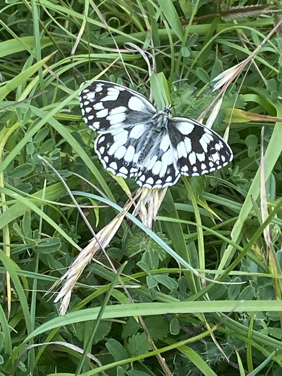 Got to love a fresh Marbled White. Rodborough Common @stroudnature @savebutterflies Backdrop of singing Willow Warblers too 😀