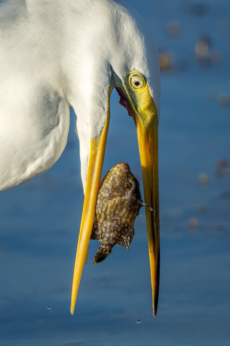 balail's tweet photo. The stare...
#photography #NaturePhotography #wildlifephotography #thelittlethings https://t.co/NgToatAaOA