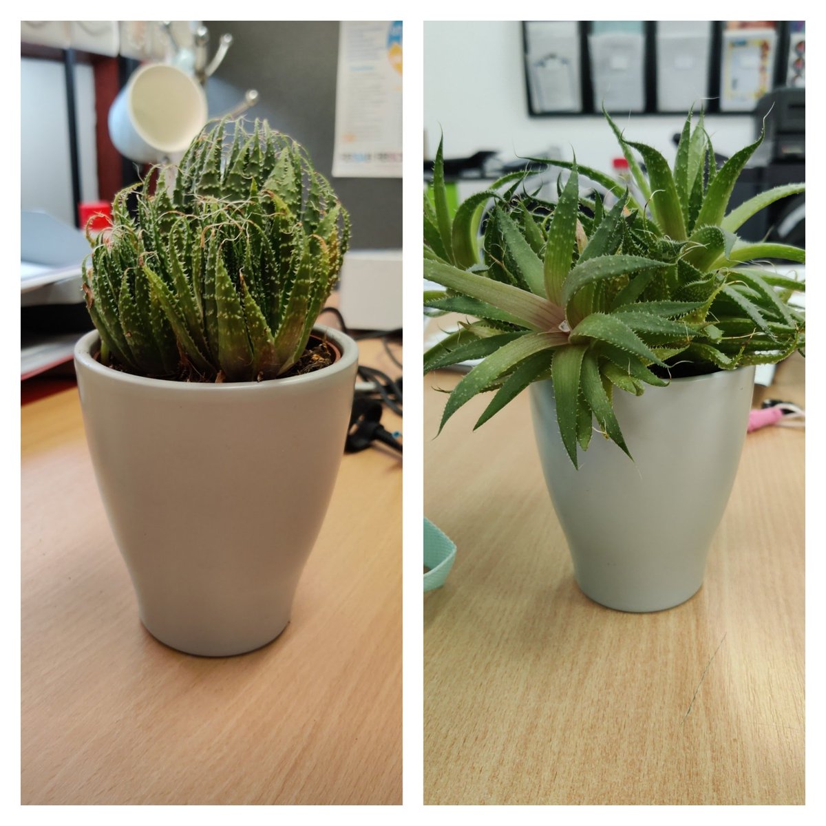 Here is Phyllis. She's a rescue plant from when I moved in my office in November 2021. Today's she's coming home for the summer and being treated to a new pot 🌵🌵#rescueplant #plantbabies