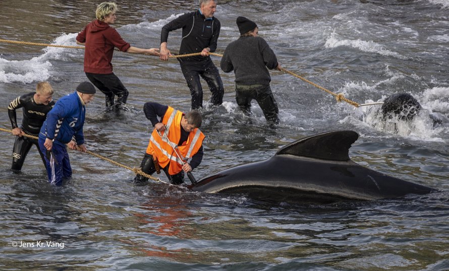 Blue Planet Society (@seasaver) on Twitter photo Can you imagine how much the Faroe Islands' economy would benefit if they put their 500 years of experience of killing whales into sustainable wildlife tourism?
Read more here facebook.com/BluePlanetSoc/… <a href="/Tinganes/">The Government of the Faroe Islands 🇫🇴</a> Can you imagine how much the Faroe Islands' economy would benefit if they put their 500 years of experience of killing whales into sustainable wildlife tourism?
Read more here facebook.com/BluePlanetSoc/… <a href="/Tinganes/">The Government of the Faroe Islands 🇫🇴</a>