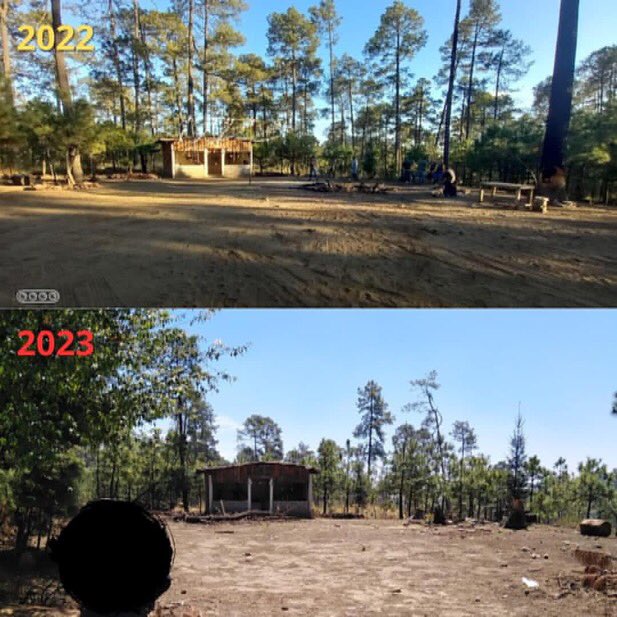 Disculpen las molestias, se están acabando el bosque que le da sostenibilidad y viabilidad a la Ciudad de México. #Cuernavaca #Tlalpan #cdmx